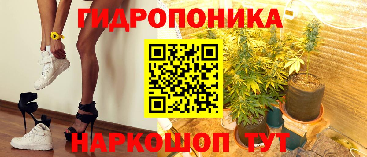 Конопля сатива Апшеронск